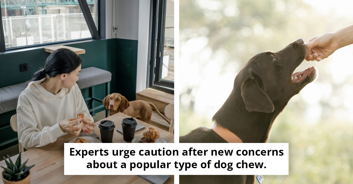 Health Specialists Warn Pet Owners About Possible Dangers in Frequently Given Snacks