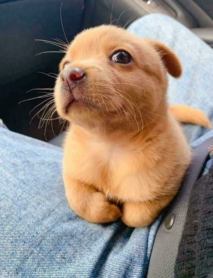 15. Proof that perfection comes in puppy for