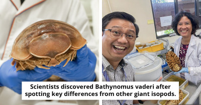 Massive Darth Vader Sea Bug Discovered In The South China Sea Surprises Scientists
