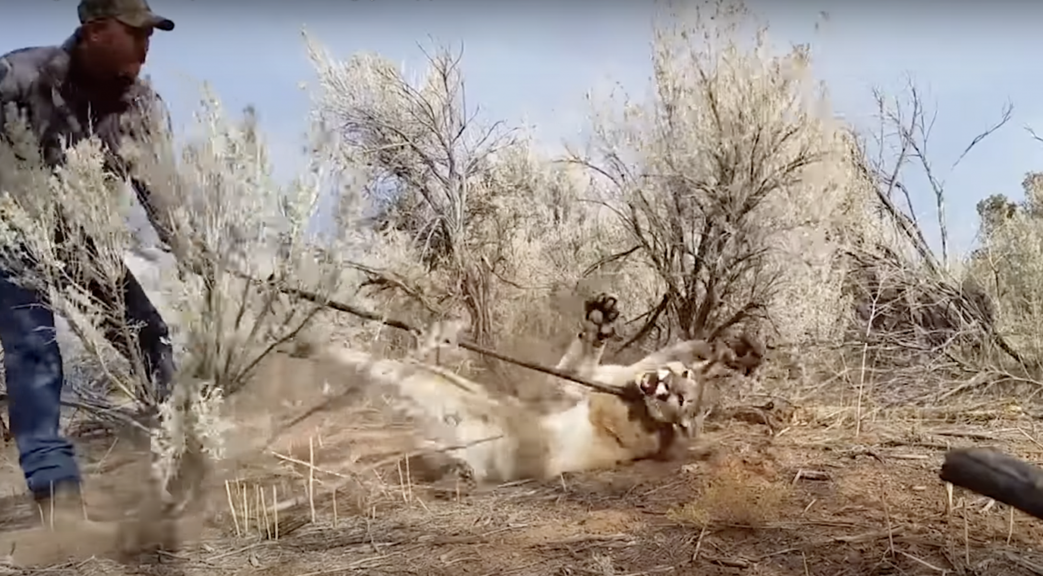 To free the big predator, the man used a noose on a pole to control its movements.