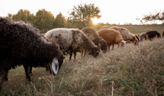 Grazing vs Browsing