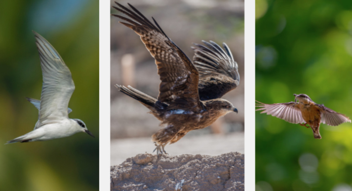 How Do Birds Fly? Wings, Feathers, and the Four Forces
