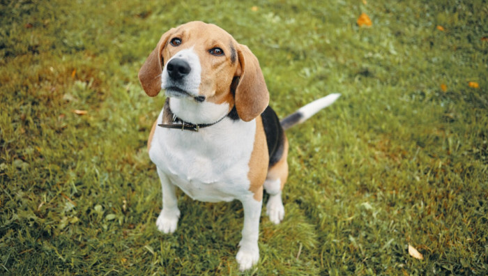 Funny Hunting Dog Names