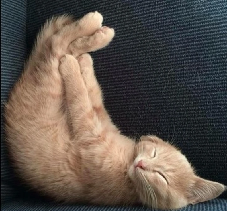 17. "Clearly, snoozing upside down is the ultimate sleep position."