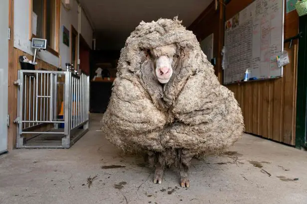 For years, the animal's self-grown wool coat hindered its vision.