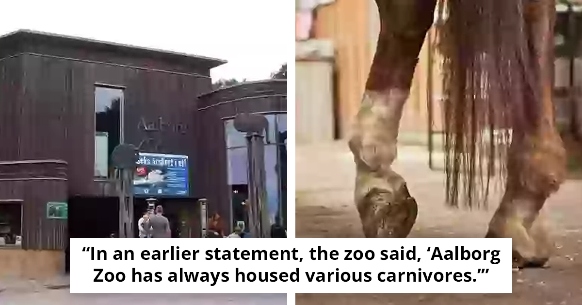 What Happened to a Teenager’s Pony After a Zoo’s Unusual Request