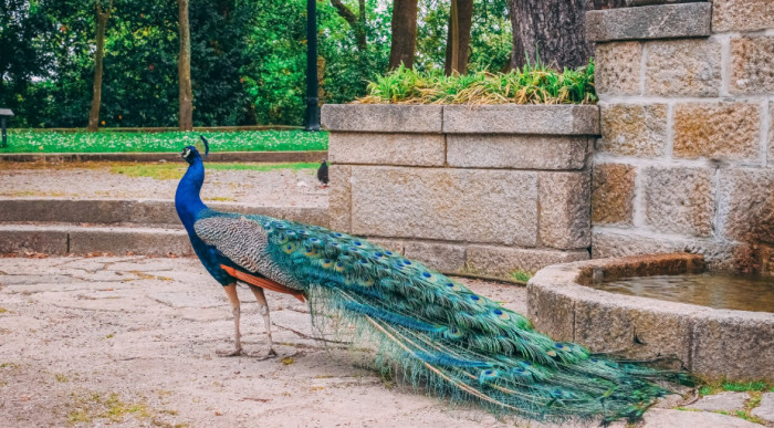 Guinea Fowl and Peafowl