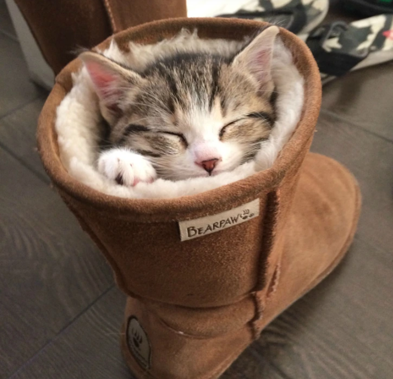 8. "Talk about a real-life 'Puss in Boots'!"