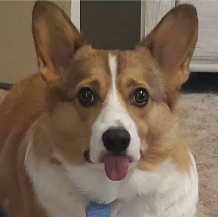 13. Bandit Was Banned From R/Animalsbeingderps For Posting This Pic