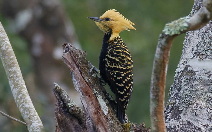 Blond-Crested Woodpecker