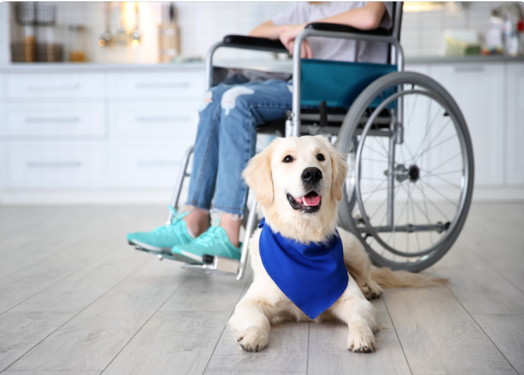 True service dogs are needed by their owners. It counts to make them feel welcomed.