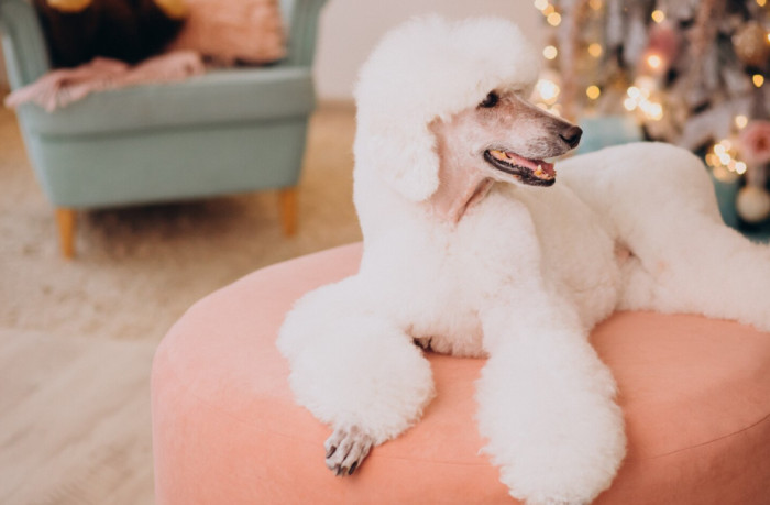 Female White Dog Names