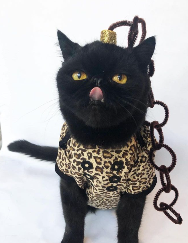 "I want you to scratch that little nose bridge right in between my eyes!"