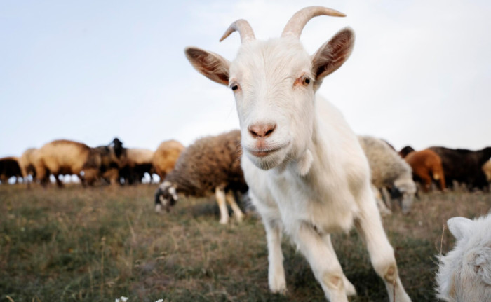 Do Sheep and Goats Have the Same Pupils?