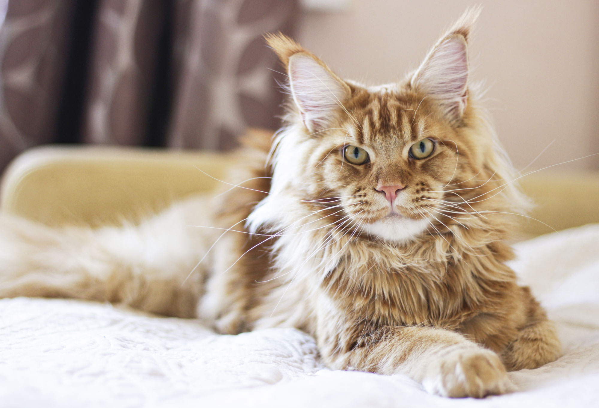 6. Maine Coon