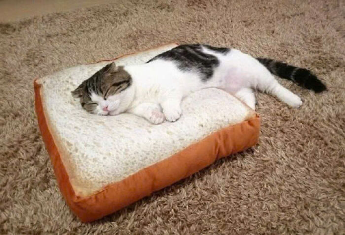 30. The bread kitty