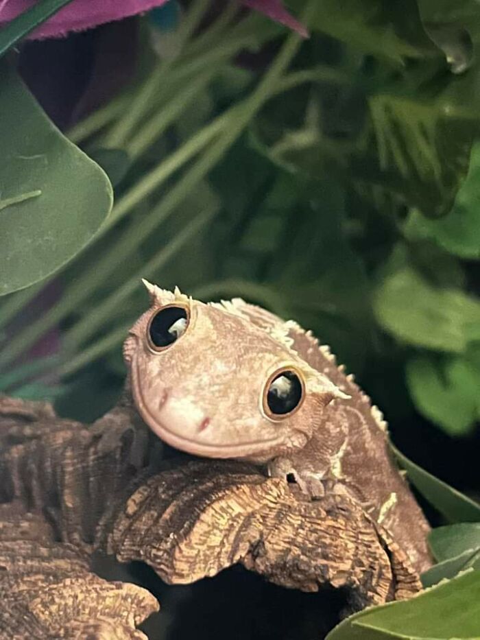 3. "He may not be a cat or dog, but I believe he deserves a spot here too! (Not mine, by the way, but undeniably adorable!)"