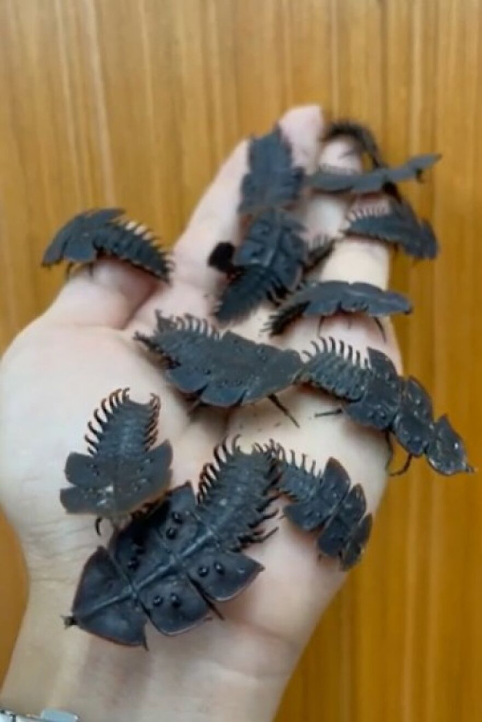 These Prehistoric Looking Beetles