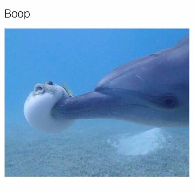 8. The fish felt that boop