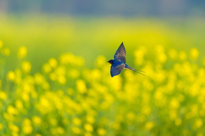 “Barn Swallow”