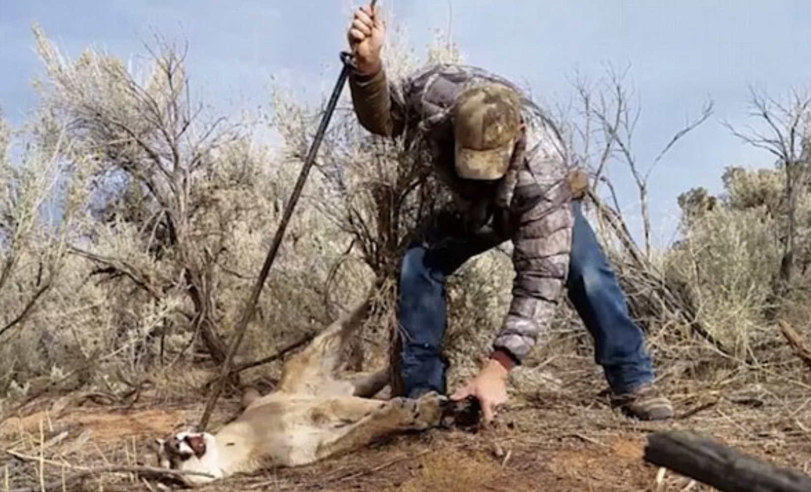 He successfully freed the animal's paw, and it quickly ran off.