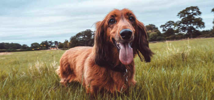 Irish Male Dog Names