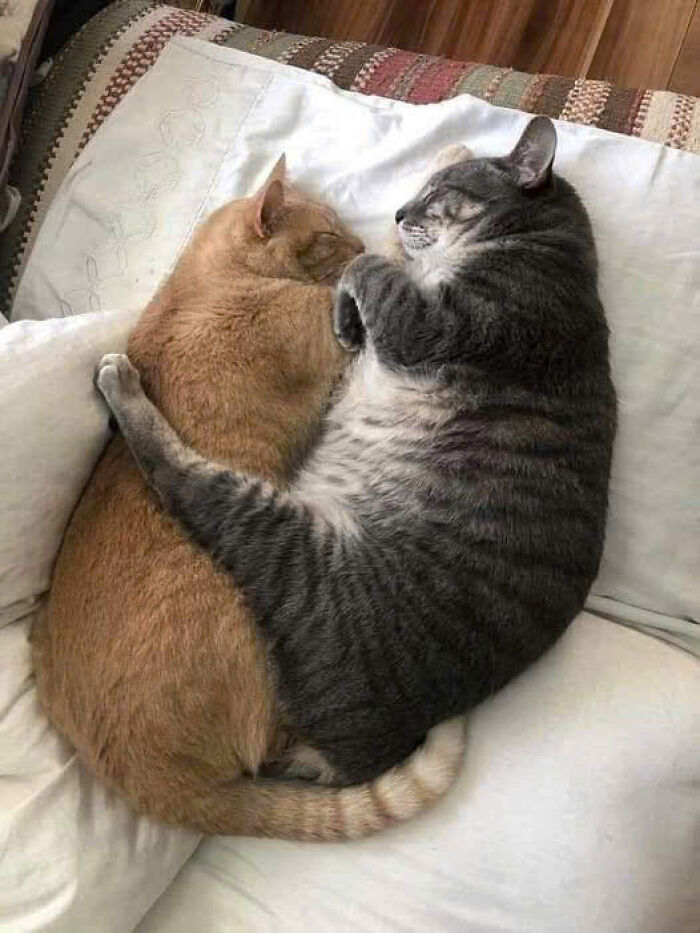 23. I'm in for cuddle time