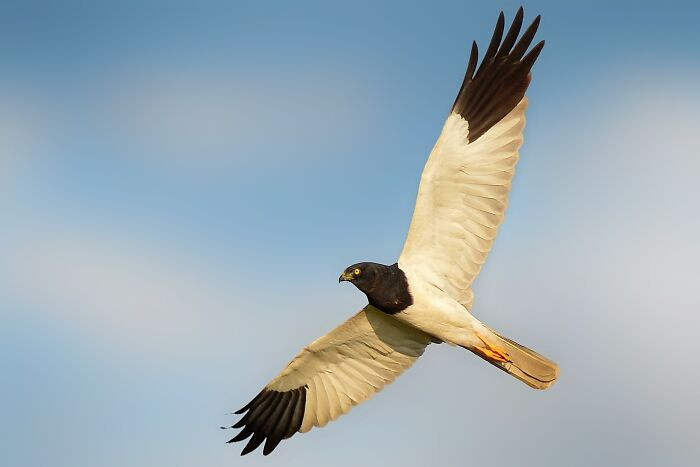 “Pied Harrier”