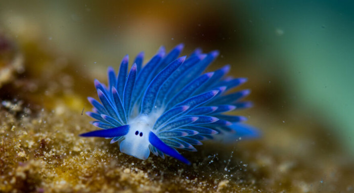 8. Blue Dragon (Glaucus Atlanticus)