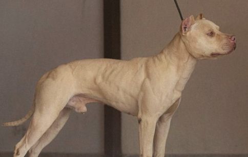 The discussion centers on which kind of pit bulls can be considered risky to the original poster's kittens.