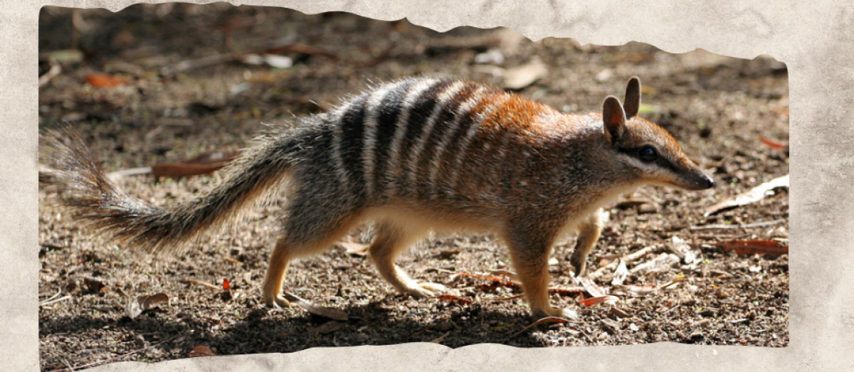 12 Animals With Stripes and the Reasons Their Patterns Work