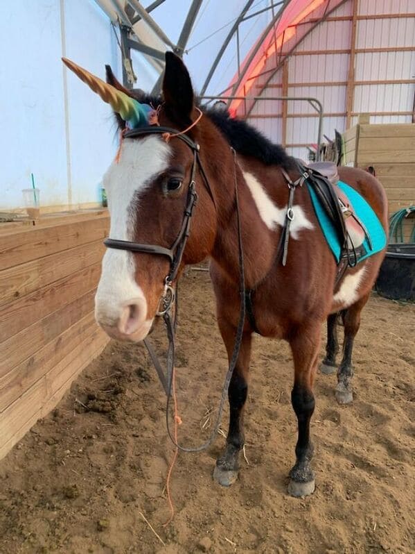 18. āAs Requested, Hereās Mack With His PLA Unicorn Hornā