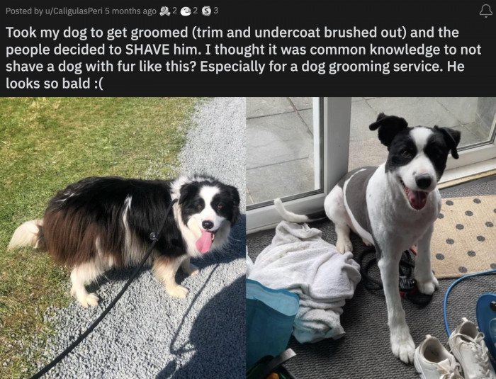 28. The majestic fur is not going to grow the same way.