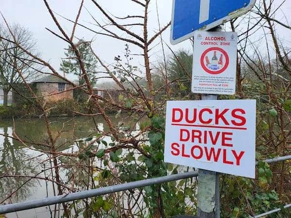 "Didn’t know they could drive."