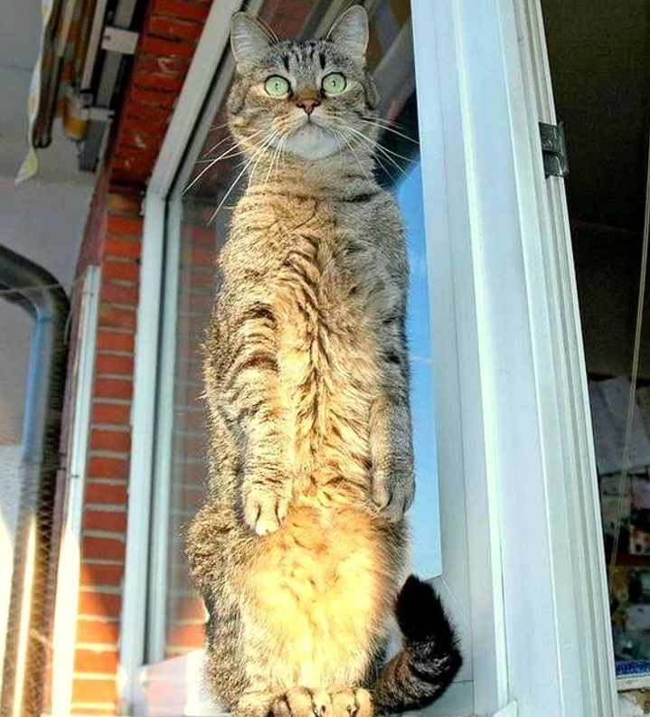 4. "Sunbeam: Nature's Warm Embrace"