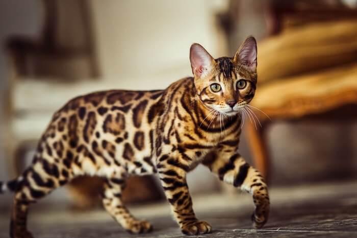11. Bengal cat