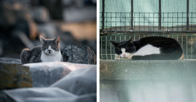 You’ve Never Seen Street Cats Captured Like This Before: One Photographer’s Stunning Tribute To The Felines Who Rule The City