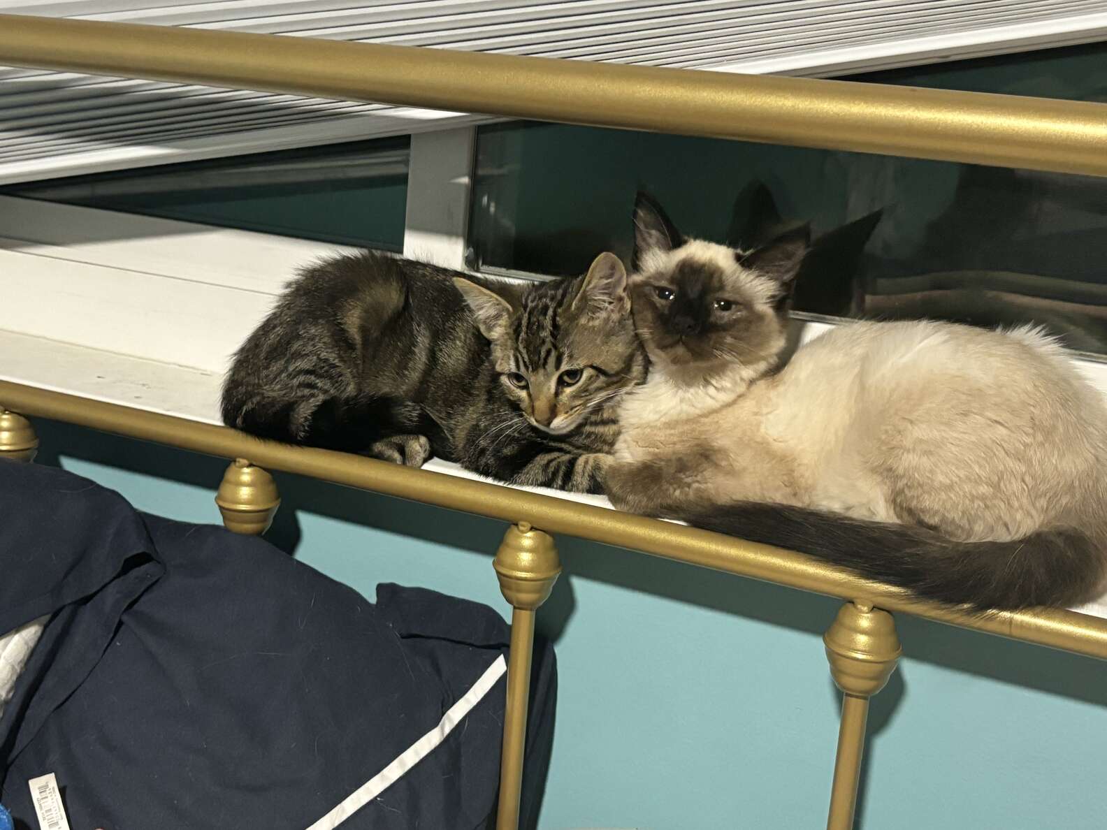 Two more Sailor kittens, Halyard and Scupper, have also adjusted well to their foster home, quickly capturing the hearts of their foster family