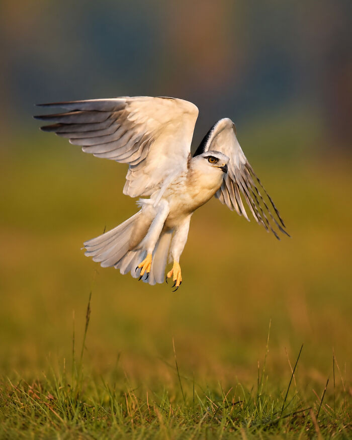 “Black-Winged Kite”