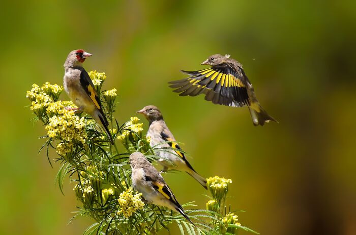 “European Goldfinch”