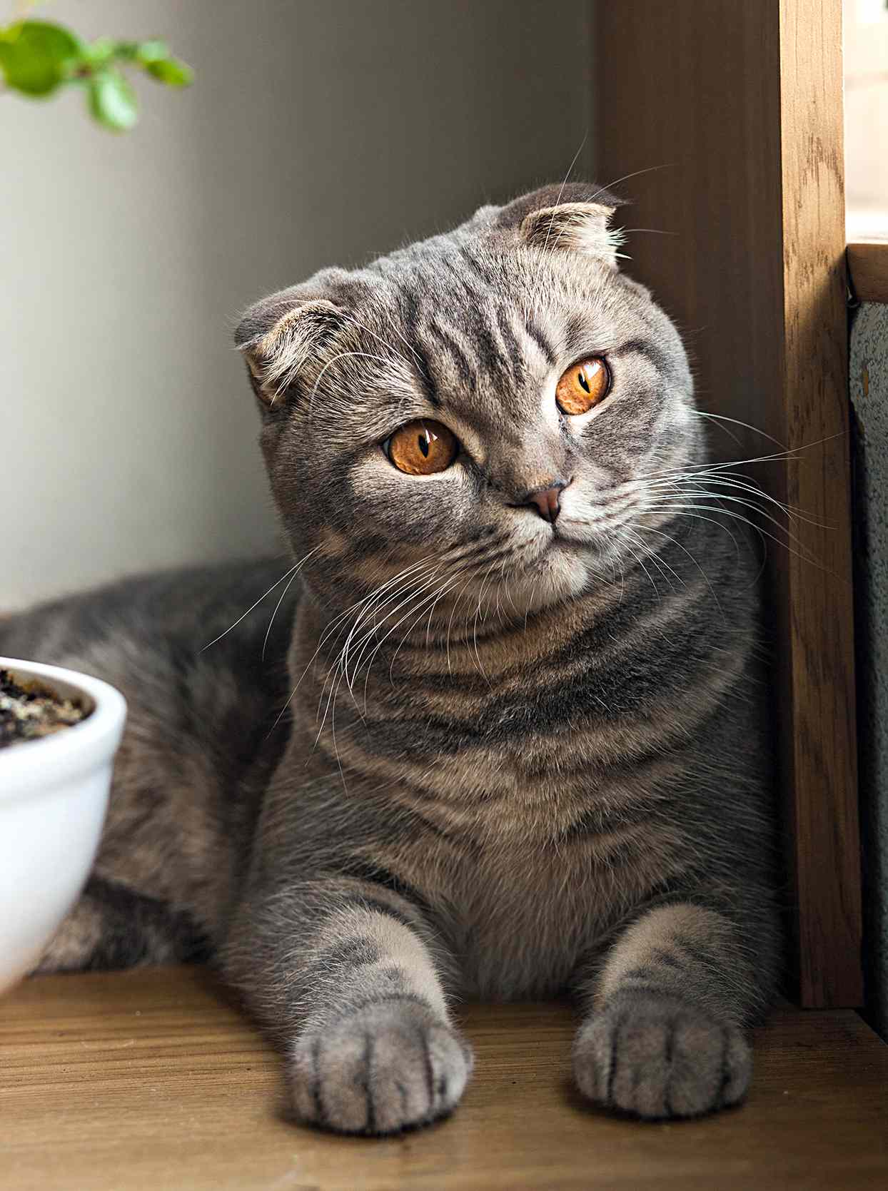 3. Scottish Fold