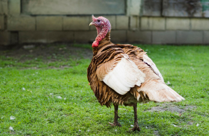 Turkeys