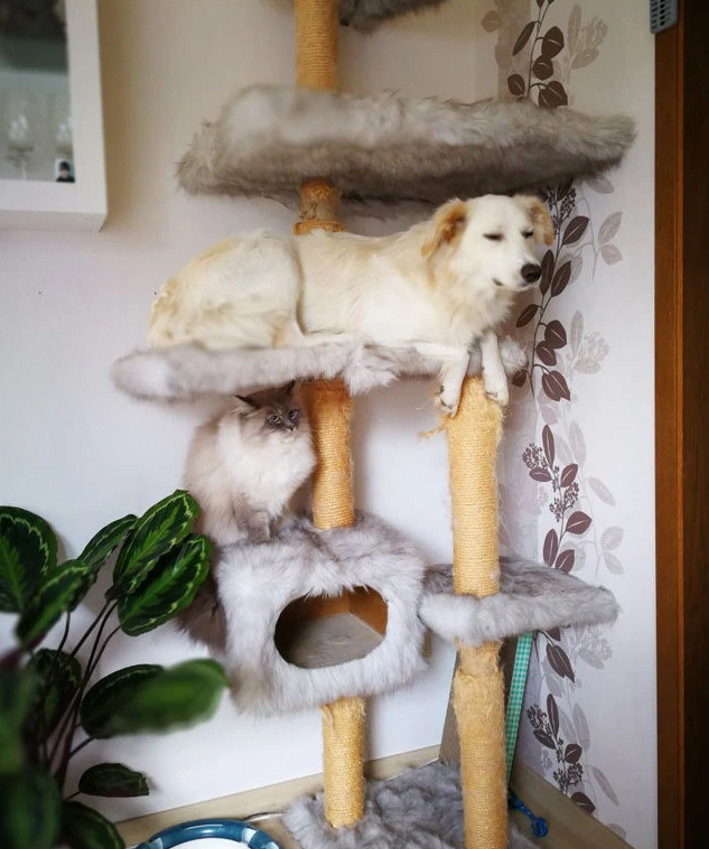 10. "When Cats Are Your Parenting Guides"