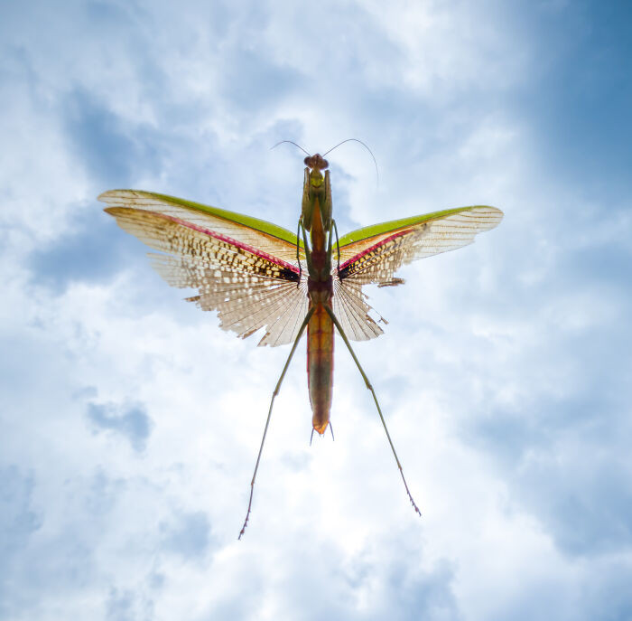 “Praying Mantis In The Heavens”