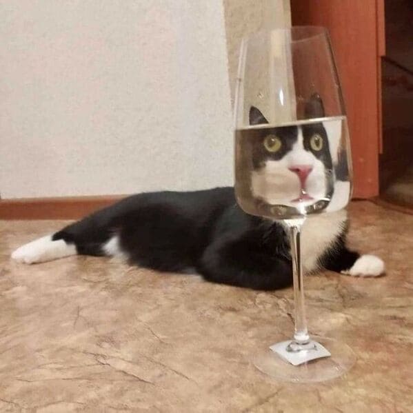 "Another glass of wine?"