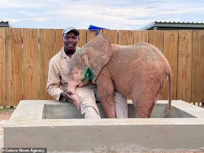 "Carer Herman from Hoedspruit Elephant Rehabilitation and Development looking after albino elephant calf, Khanyisa, after she was rescued from a barbed wire snare in South Africa."