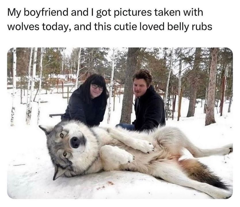 35. "It Always Surprises Me How Huge Wolves Are. I Always Expect Them to Be About the Size of a Large Dog, but They’re Way Bigger Than That"