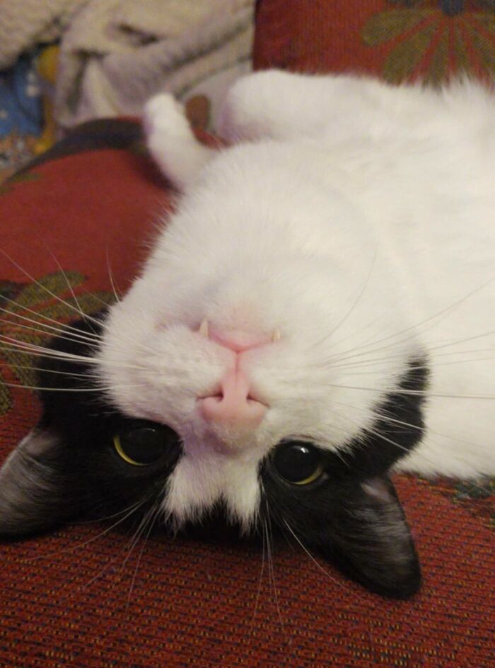 8. Domino Resembles a Mini Vampire!