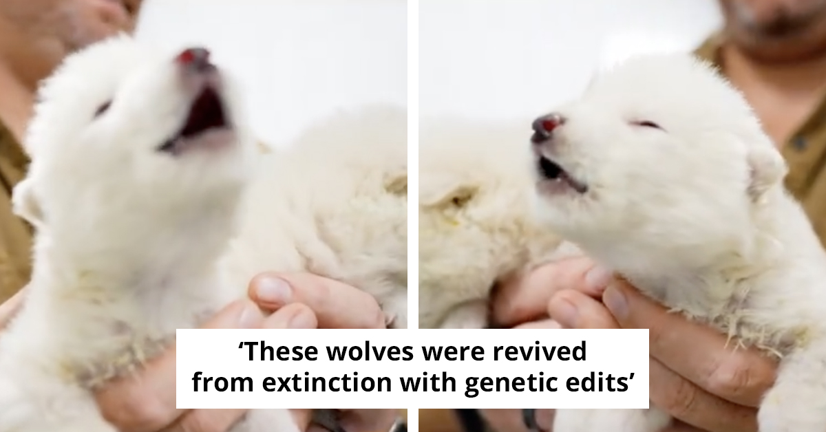 Scientists Revive Dire Wolves After 10,000 Years And Pay Tribute To Game Of Thrones