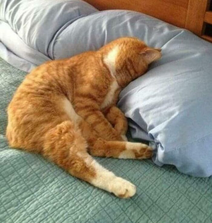 Sofie Is Not A Morning Cat